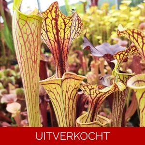 'Black Veins' x 'Waccamaw' (var. ornata x atropurpurea)