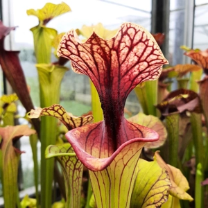 x moorei seedgrown x moorei seedgrown