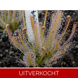 D. x hybrida D. x hybrida