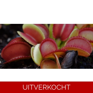 Microdent