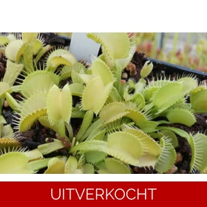 GJ Green schuppenstiel GJ Green schuppenstiel