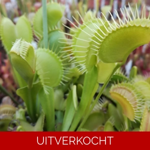 Heterophylla