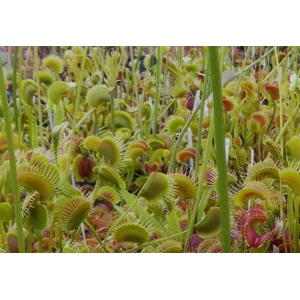 10x Dionaea, our choice 10x Dionaea, our choice