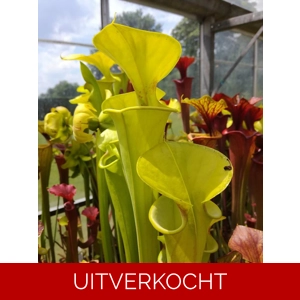 var. flava, Saphony Creek, Vir., PW F 64