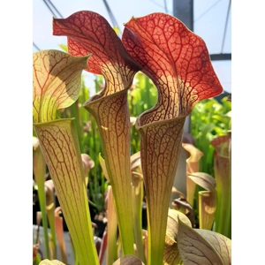 MK-A22 var. atrorubra. x MK- A28 var. nigropurpurea Seedgrown individuals! MK-A22 var. atrorubra. x MK- A28 var. nigropurpurea Seedgrown individuals!