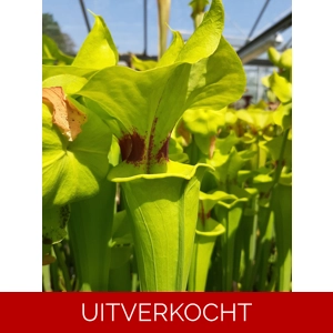 var. rugelii var. rugelii