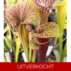 var. ornata/rubri., Sandy Creek Road var. ornata/rubri., Sandy Creek Road