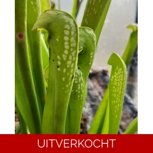 S. minor f. viridescens