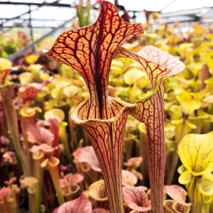 'Black Veins' x 'Waccamaw' (var. ornata x atropurpurea)
