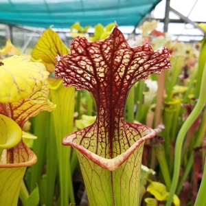 x moorei, seedgrown (leuco RT 71 x atro Blackwater) x moorei, seedgrown (leuco RT 71 x atro Blackwater)