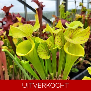 'Waccamaw'x self (dwarf form)