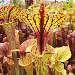 'Black Veins' x 'Waccamaw' (var. ornata x atropurpurea) 'Black Veins' x 'Waccamaw' (var. ornata x atropurpurea)