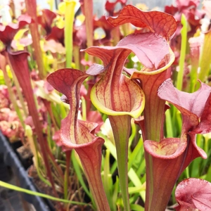'Waccamaw'x self (dwarf form) 'Waccamaw'x self (dwarf form)