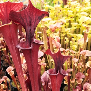 'Black Veins' x 'Waccamaw' (var. ornata x atropurpurea)