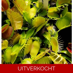 green fused teeth