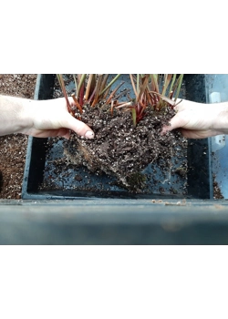 Sarracenia verpotten, scheuren en snoeien
