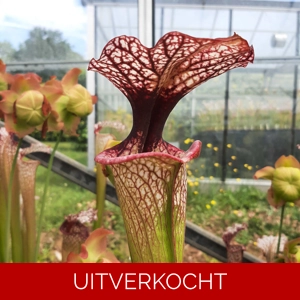 x moorei ('Leah Wilkerson’ x ‘Adrian Slack’ clone F) (M. Srba HA107F) x moorei ('Leah Wilkerson’ x ‘Adrian Slack’ clone F) (M. Srba HA107F)