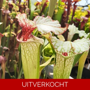 (alata x leucophylla, Red & Gold) x moorei 'Leah Wilkerson' (Cedric Azais Sx65a) (alata x leucophylla, Red & Gold) x moorei 'Leah Wilkerson' (Cedric Azais Sx65a)