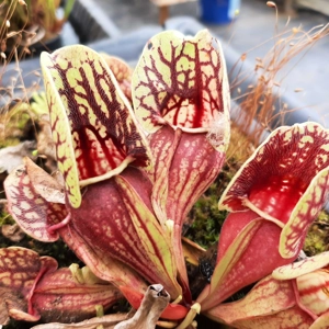 ssp. venosa var. montana 