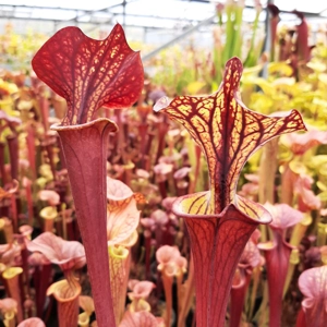 'Black Veins' x 'Waccamaw' (var. ornata x atropurpurea)