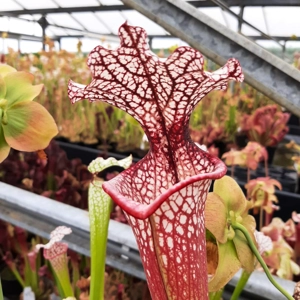 x moorei (Wilkersons Red Rocket x Adrian Slack)