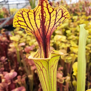 'Black Veins' x 'Waccamaw' (var. ornata x atropurpurea)
