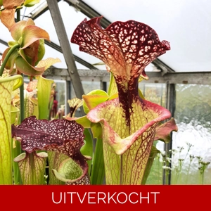 x moorei seedgrown x moorei seedgrown