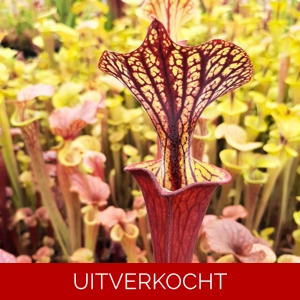 'Black Veins' x 'Waccamaw' (var. ornata x atropurpurea)