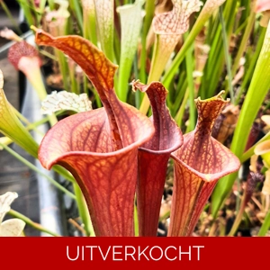 var. atropurpurea lidless (seedgrown)