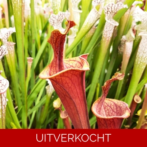 var. atropurpurea lidless (seedgrown)