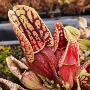 ssp. venosa var. montana 