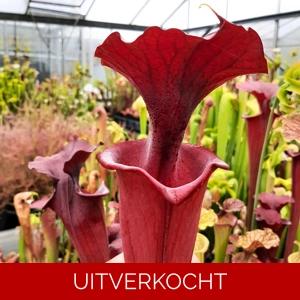 x moorei (leuco RT 71 x atro blackwater) x moorei (leuco RT 71 x atro blackwater)