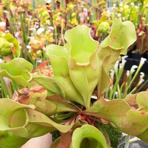 ssp. venosa var. burkii, completely veinless (CK)
