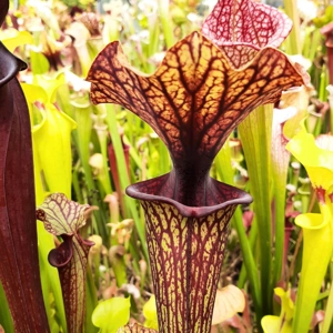 Saurus x var. ornata MKF88 (seedgrown) Saurus x var. ornata MKF88 (seedgrown)