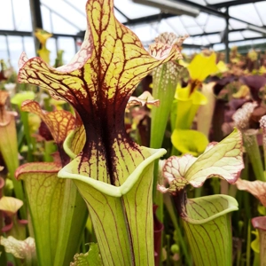 x moorei (leucophylla L39A Gary Wheeler x 'Adrian Slack')