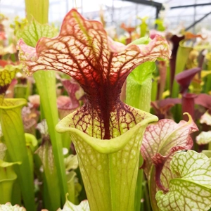 x moorei (leucophylla L39A Gary Wheeler x 'Adrian Slack')