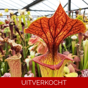 x moorei, 'Goldie' x 'Adrian Slack'
