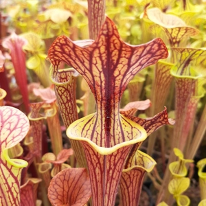 'Black Veins' x 'Waccamaw' (var. ornata x atropurpurea)