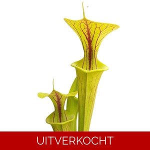 var. flava