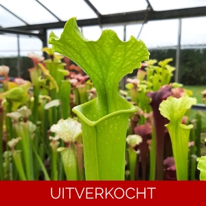 x moorei, Antho free (AF leuco L46A x suspicion) x moorei, Antho free (AF leuco L46A x suspicion)