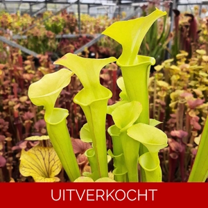 x catesbaei, all green, seedgrown
