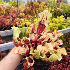 ssp. venosa (Belly of Blood x Belly of Blood)