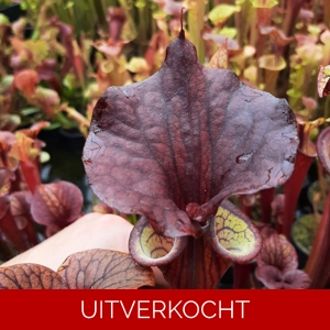 'Black Veins' x 'Waccamaw' (var. ornata x atropurpurea)