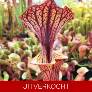 'Black Veins' x 'Waccamaw' (var. ornata x atropurpurea)