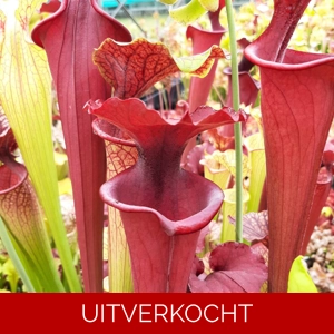 x moorei (leuco RT 71 x atro blackwater) x moorei (leuco RT 71 x atro blackwater)