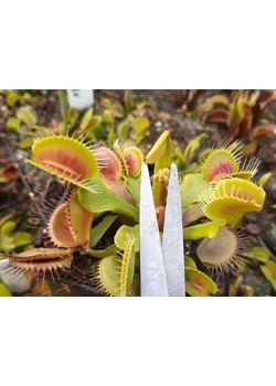 Bloem afknippen of niet bij vleesetende planten