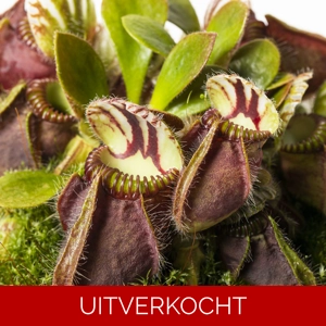 Cephalotus follicularis