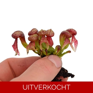 D. californica S