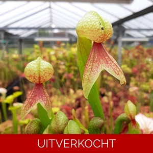 D. californica L D. californica L