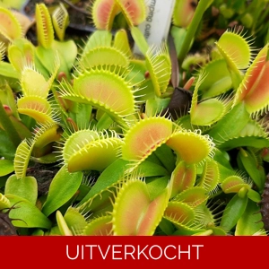 Clumping Cultivar